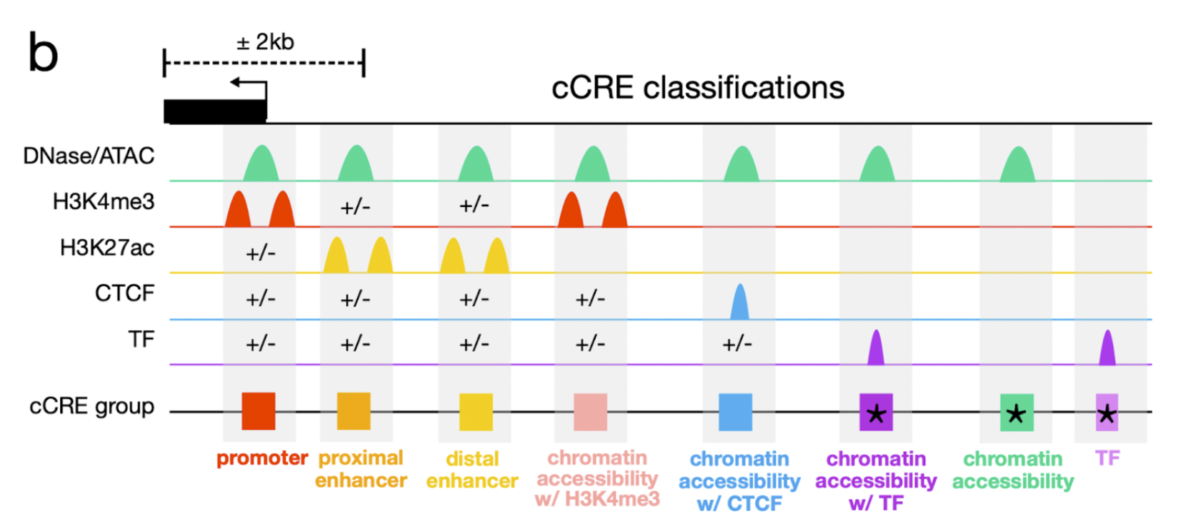 Classification of cCREs